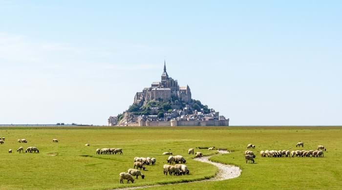 The sheep grazing the fields at Mont Saint-Michel. 