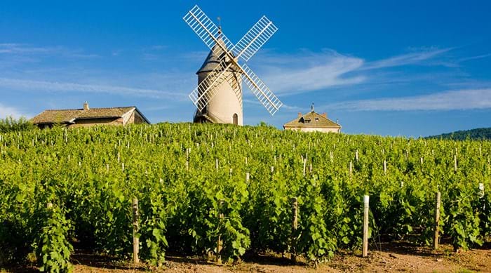 Beaujolais is covered with carefully tended vineyards