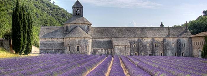 The beautiful lavender fields