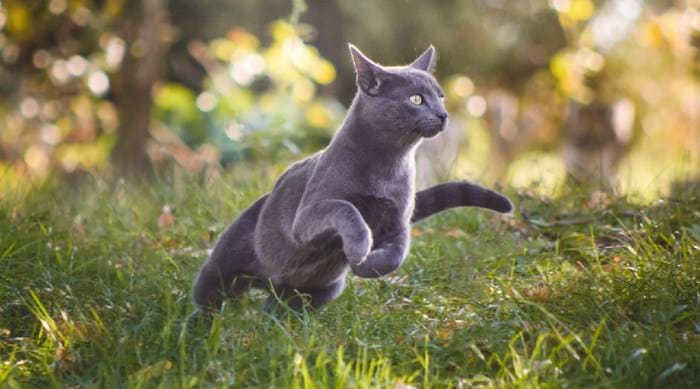 We love the Russian Blue, but what's your favourite breed of cat