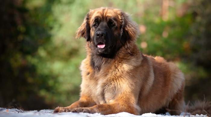 A great chance to witness the amazing Leonberger at its best