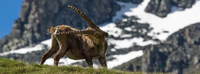 The beautiful ibex