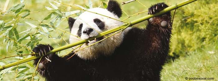 Visit the pandas at Zoo Parc de Beauval