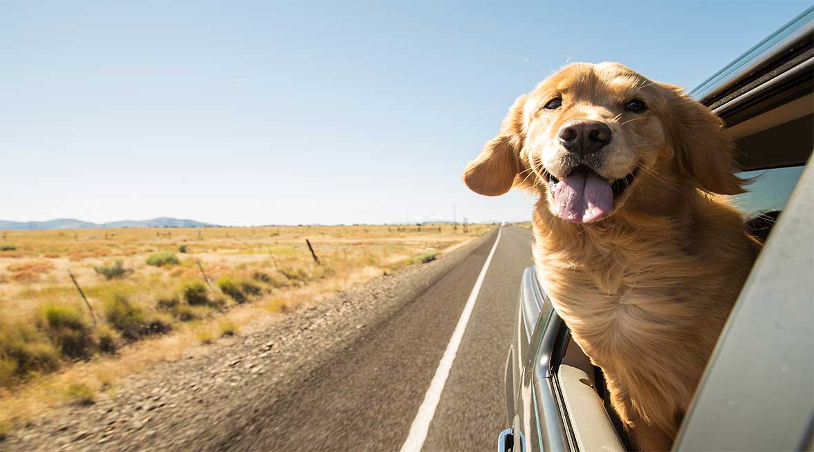 Golden Retriever with its head out of the window during a road trip.