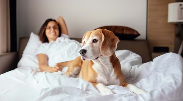 A beagle lies on a hotel bed with a woman sitting up in the same bed in the background