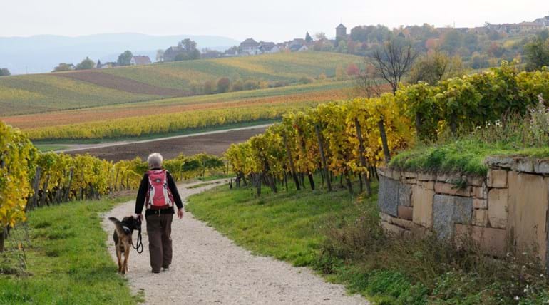 A walker with their dog walking through an attractive vineyard