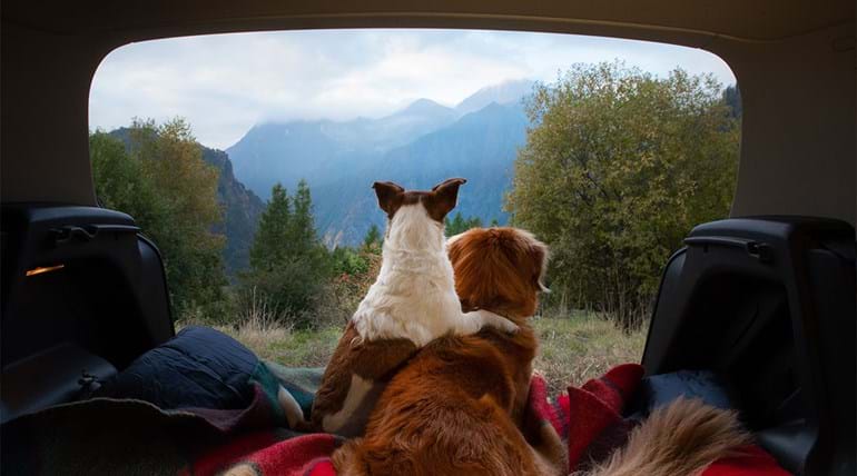Two dogs sat together in the back of a car looking towards a range of mountains, one has his paw fondly over the other’s back