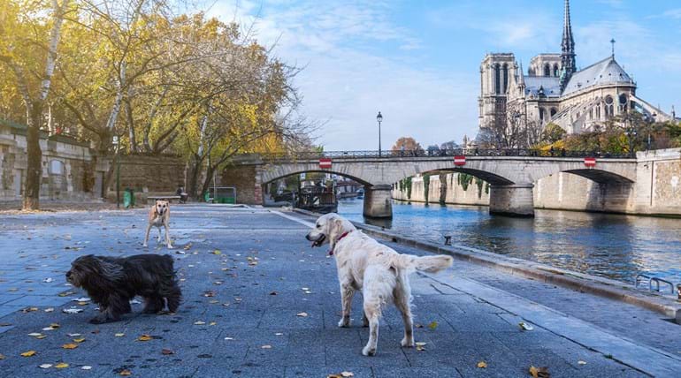 Three dogs by the river Seine in Paris with Notre Dame in the background