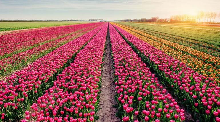 Beautiful tulips field in the Netherlands. Holland