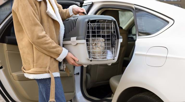 A cat in a carry case being put into the back of a car before a journey
