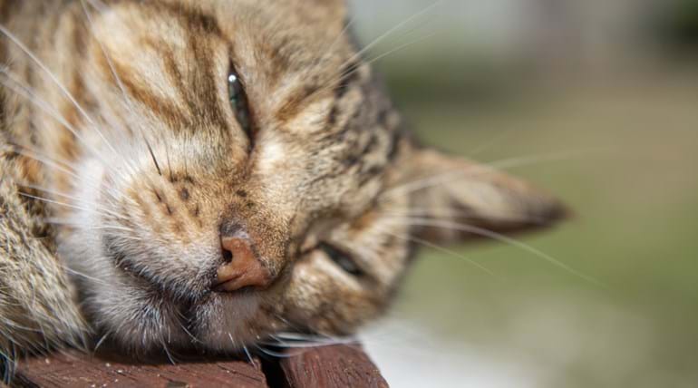 Sleepy cat with its head on a wooden surface