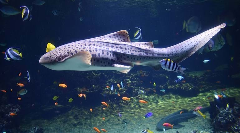 A spotted shark swimming with exotic coloured fish in an aquarium