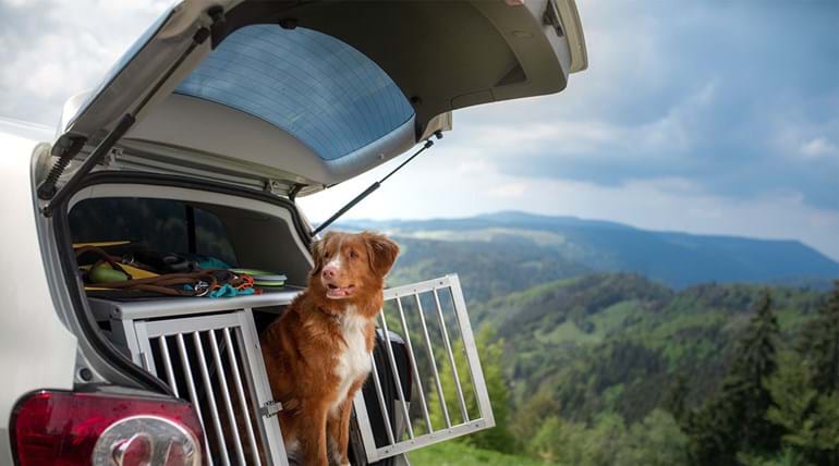 : A large dog perching out of its cage in the boot of a stationary car, in a mountainous landscape