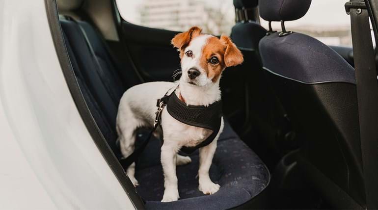 Jack Russell dog standing on the back seat of a car with a seat belt safety harness on