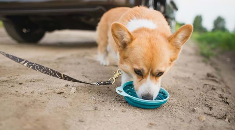 A corgi dog drinking from a water bowl near a parked car