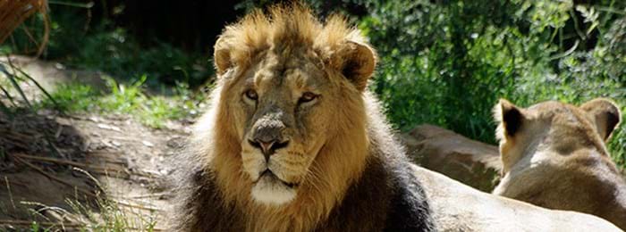 Un lion d’Asie du London Zoo
