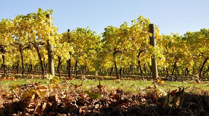 De Biddenden wijngaard ziet er prachtig uit in de herfst