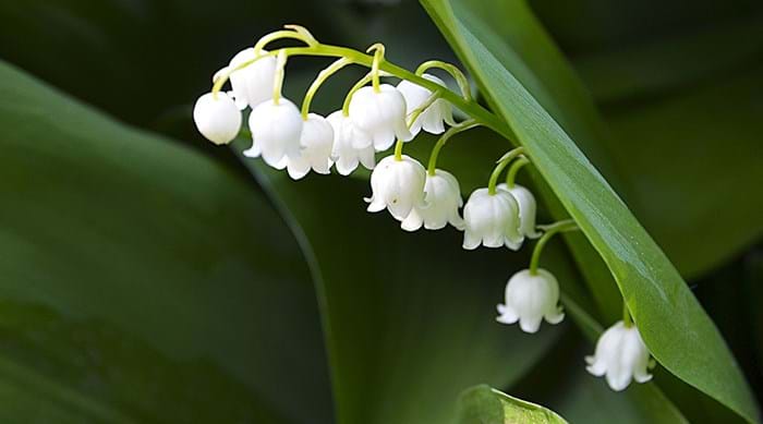 Enjoy the sweet scent of lily of the valley.