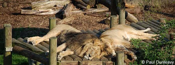 Le repos des lions au parc animalier de Chessington
