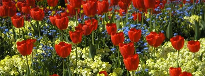 Un parterre de fleurs composé de tulipes et de myosotis - typique des jardins à l'anglaise