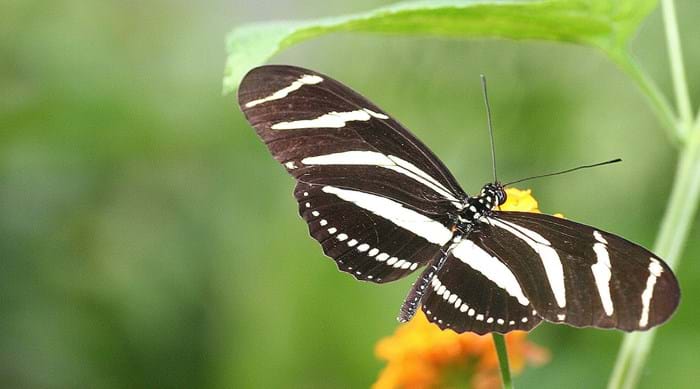 Head to Naturospace to see free-roaming tropical birds and butterflies