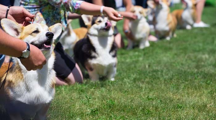 The International Dog Show in Luxembourg sees a variety of breeds come together in competition.
