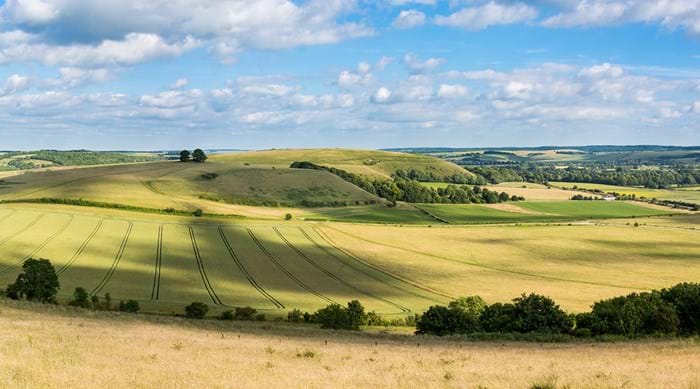 Une vue panoramique sur les champs ensoleillés de Cranborne Chase dans le Wiltshire, non loin de Salisbury.