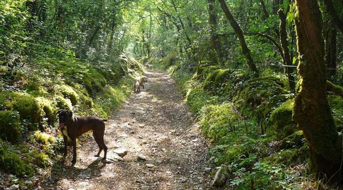 Dogs will just love to explore the french woodlands in the South of France