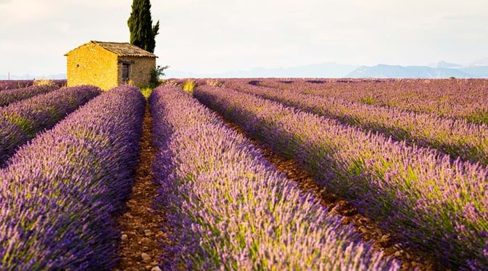 Enjoy the fragrant scent of lavender as you stroll through the Plateau de Valensole