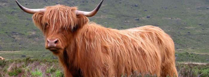 Les vaches écossaises, des rencontres toujours dépaysantes !