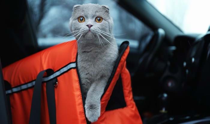 Turn that frown upside down! Your pet will love being in the car in no time.   
