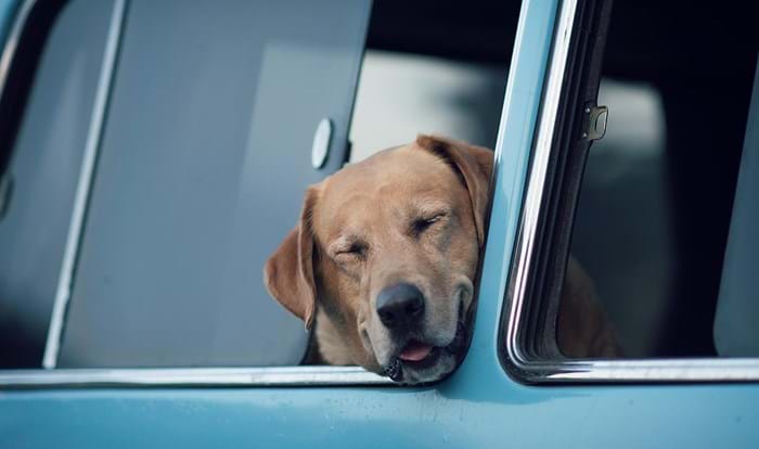 Fresh air blown through the car will help any pet with an upset tummy.