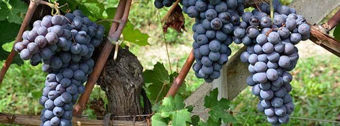 Vineyards around Barolo