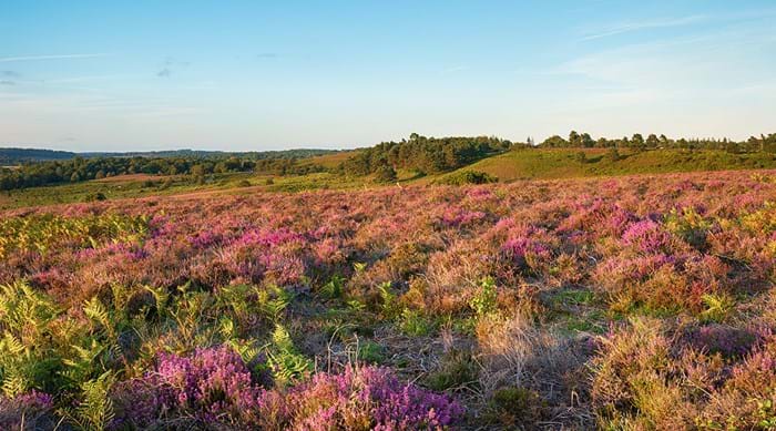 Paarse heide in New Forest National Park