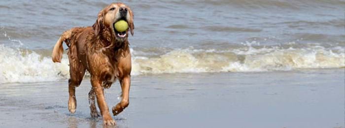 Enjoy dog friendly beaches in France