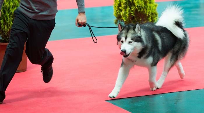 Crufts is a world-famous dog show, and there are many smaller shows that happen across Europe in preparation