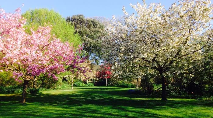 Arbres en fleurs et autres merveilles naturelles dans les jardins de Highdown