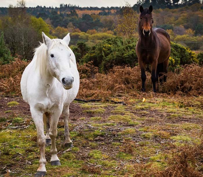 vrije pony’s in het New Forest National Park in Sussex in het zuiden van Engeland