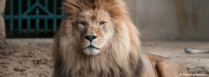 La Palmyre Zoo is home to lions amongst many other species