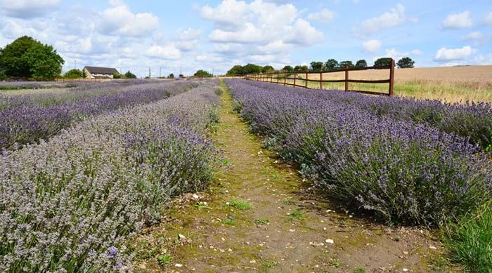 Les champs de lavande d’Hitchin Lavender près de Letchworth ; c’est magique ! 