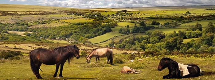 Les poneys sauvages d’Exmoor