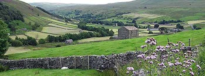 Les jolis vallons du Yorkshire, traversés de pâturages à moutons et bordés de murets de pierres sèches.