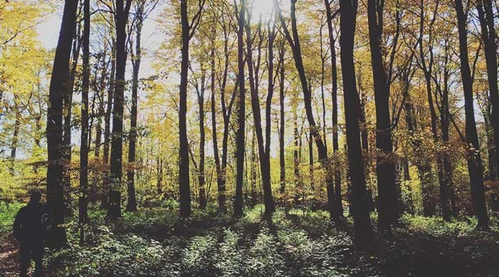 La boisée spectaculaire de la forêt de Blean