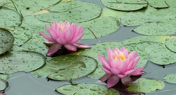 Water Lilies are floating on the lakes, turning the park into a scene from a magical fairy-tale
