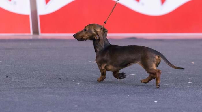Is your pooch well-behaved enough to compete?